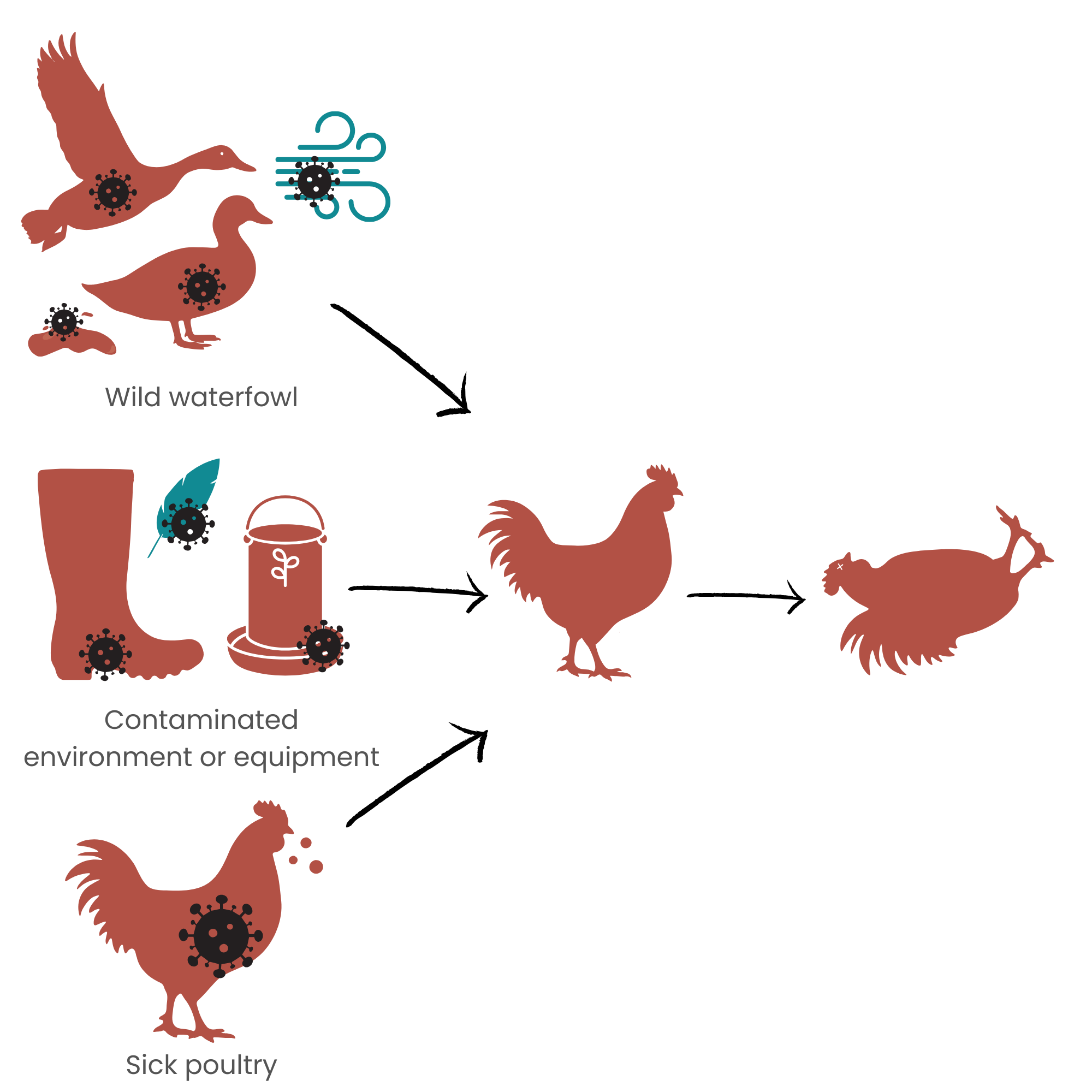 Diagram of highly pathogenic avian influenza transmission from sick poultry, equipment and wild waterfowl
