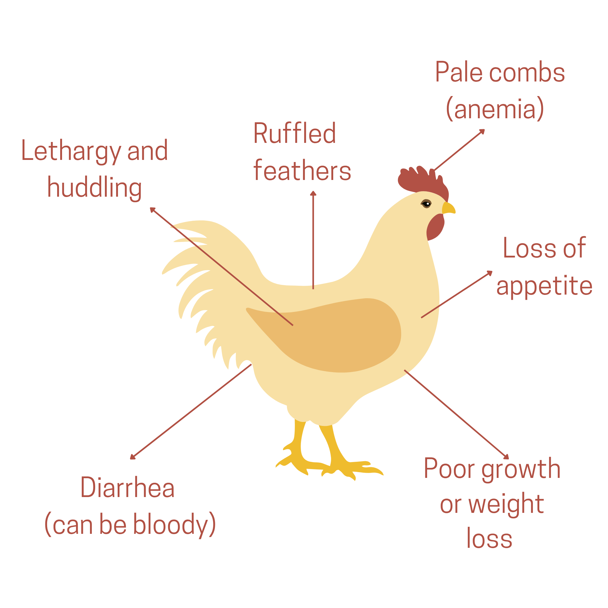 Chicken diagram with signs of Coccidiosis 