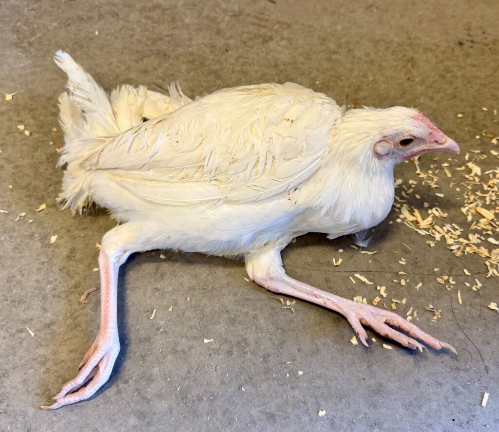 Chicken suffering from Marek's disease displaying splayed-leg position