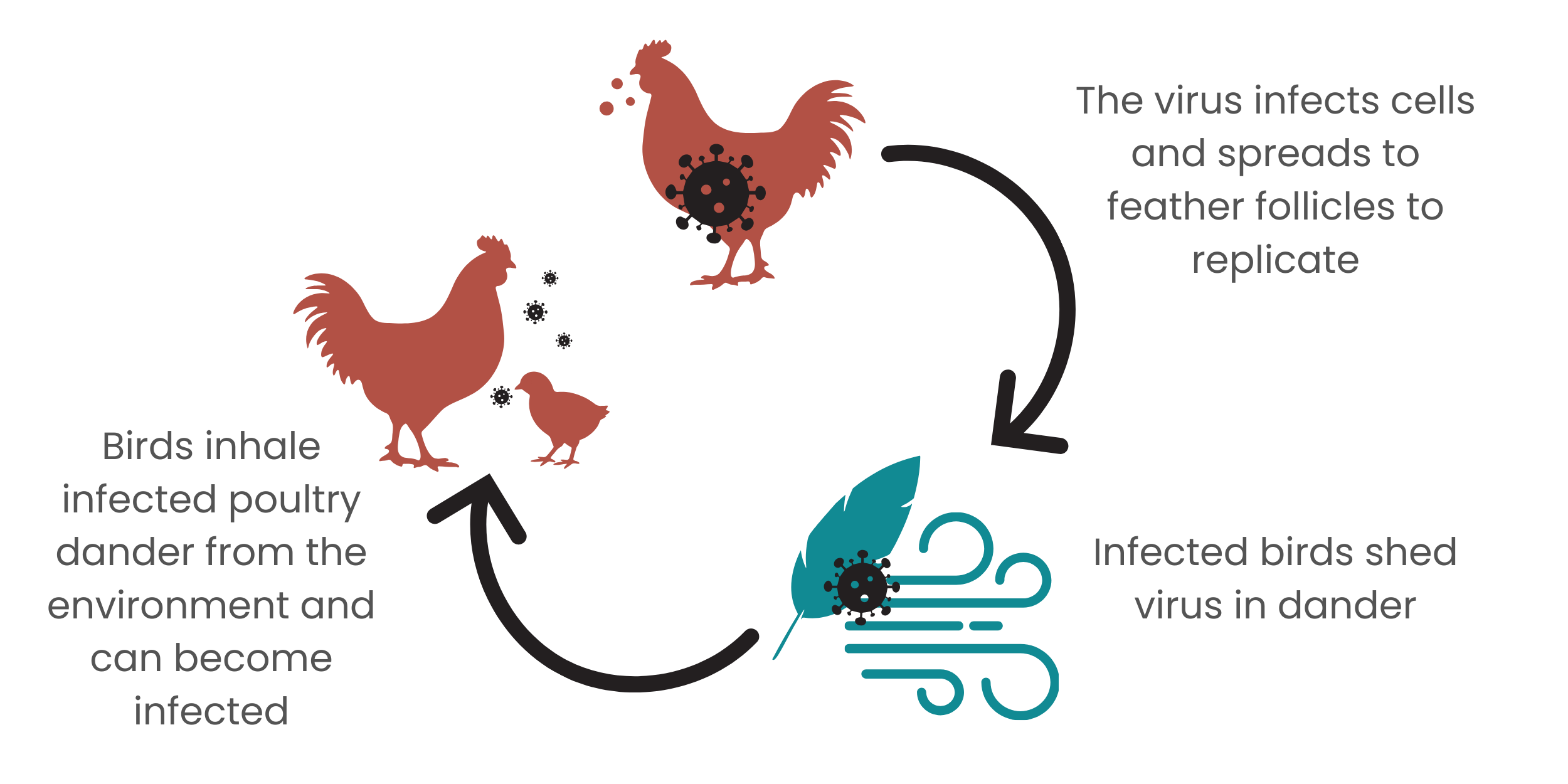 Diagram indicating signs of how Marek's disease is transmission